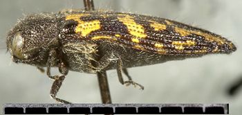 Media type: image;   Entomology 24408 Aspect: habitus lateral view